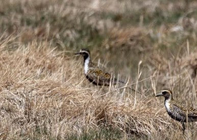 沐鸣登录柴达木盆地可鲁克湖鸟类监测首次发现新物种
